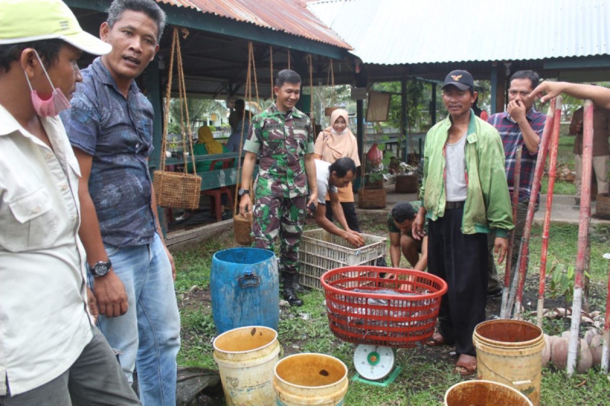 Lupakan sejenak corona, Kodim 0314 Inhil panen lele