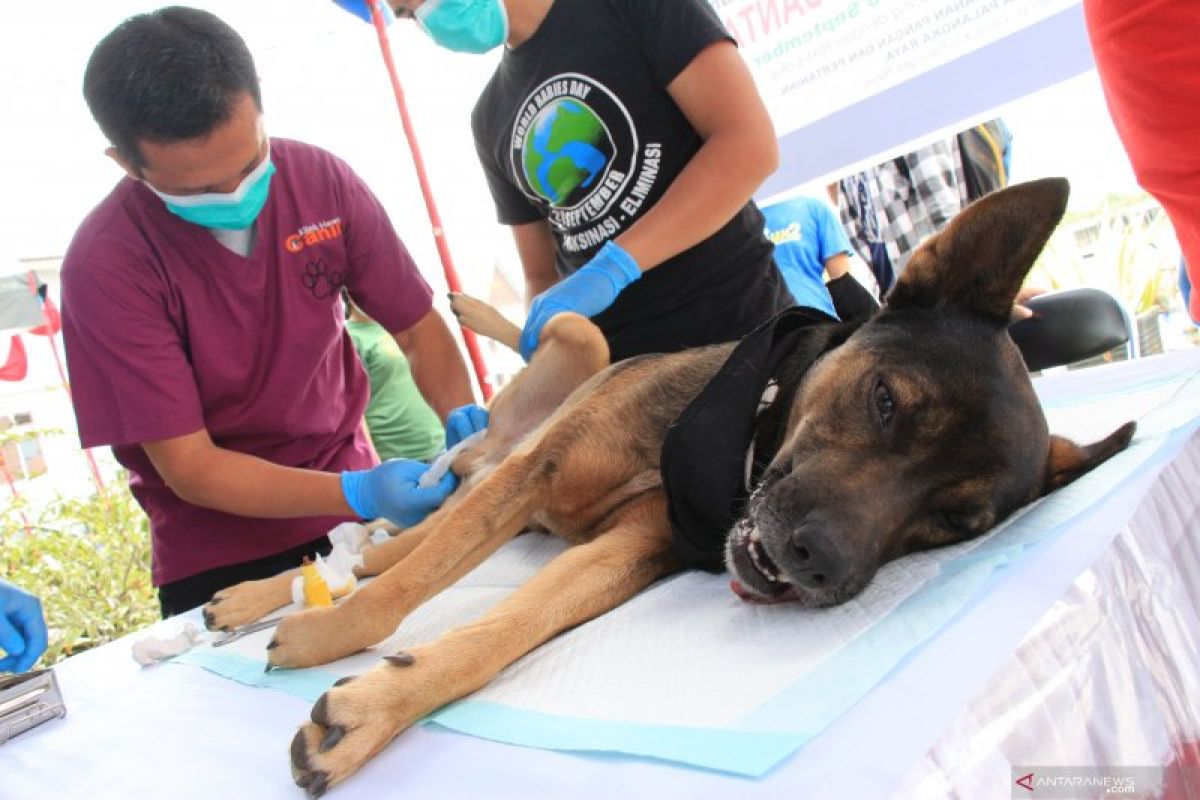 6.464 ekor hewan di Kalbar divaksin rabies