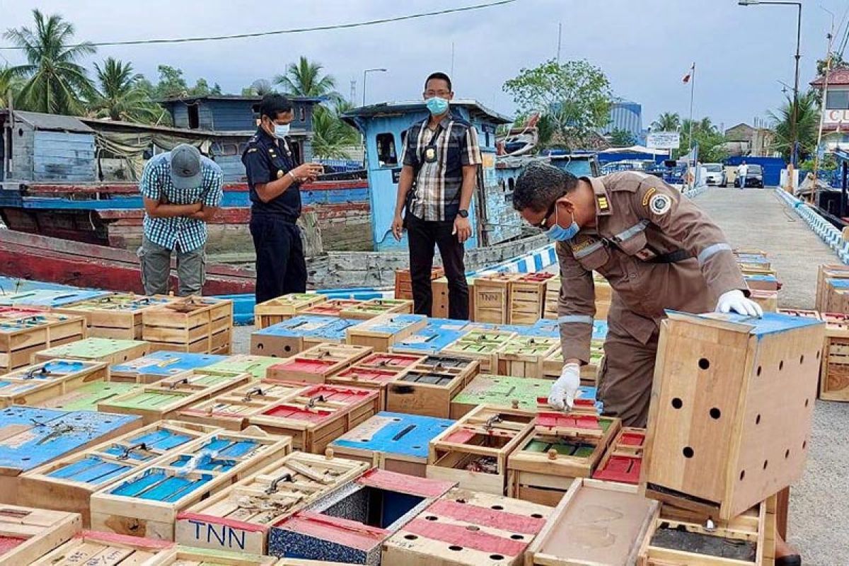 Bea cukai gagalkan penyelundupan unggas Rp8 miliar di Aceh Tamiang