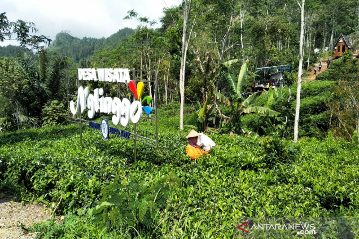 Lima objek wisata berbasis masyarakat di Kulon Progo sudah ditutup