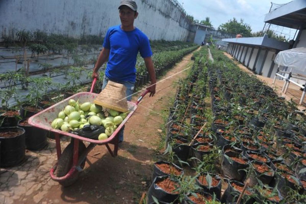 Stok pangan Sumatera Selatan cukup  hingga empat bulan