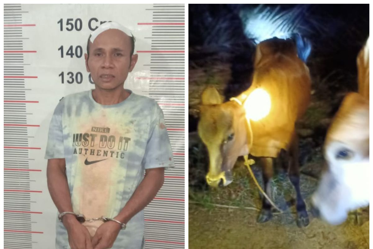 Warga Besitang Langkat tangkap pencuri dua ekor lembu