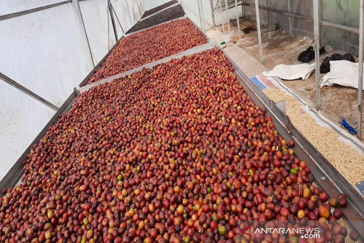 Akibat COVID-19, permintaan kopi Mandailing menurun