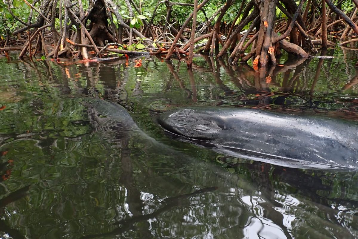 Whale stranded in Raja Ampat dies