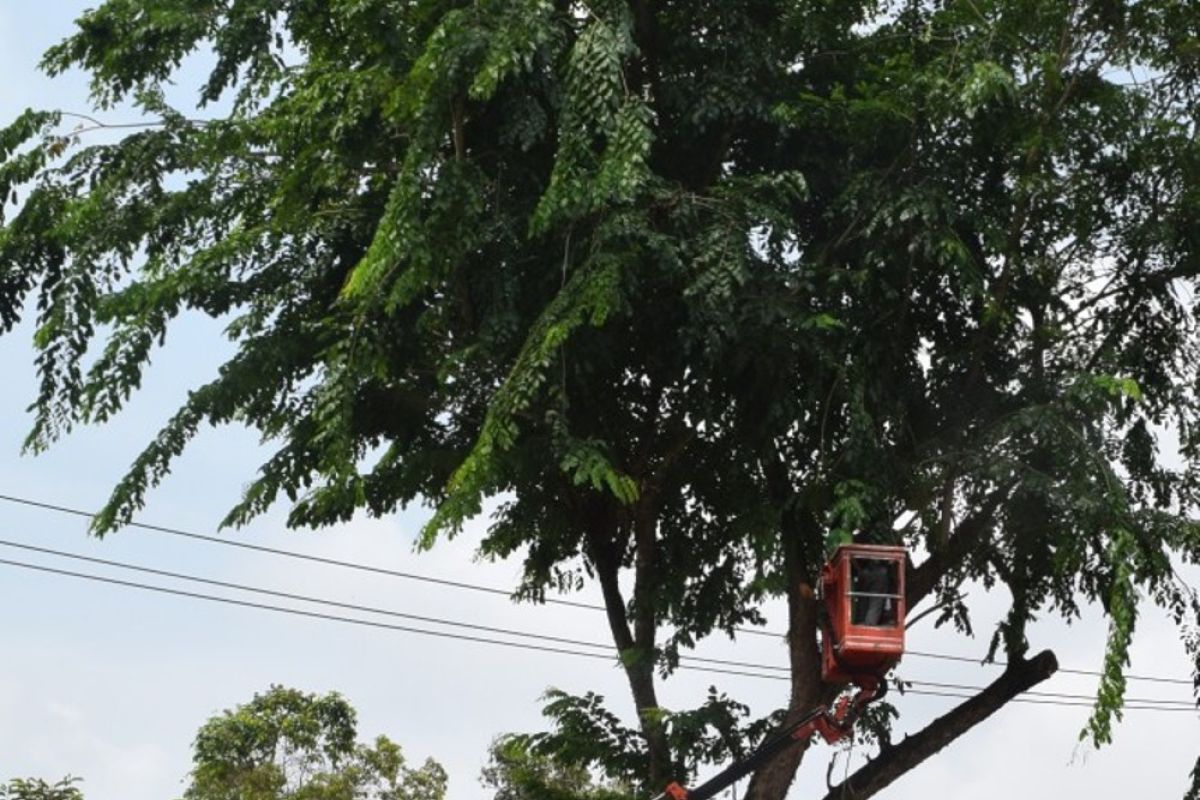 Pemkot Jambi pangkas pohon tua yang membahayakan warga