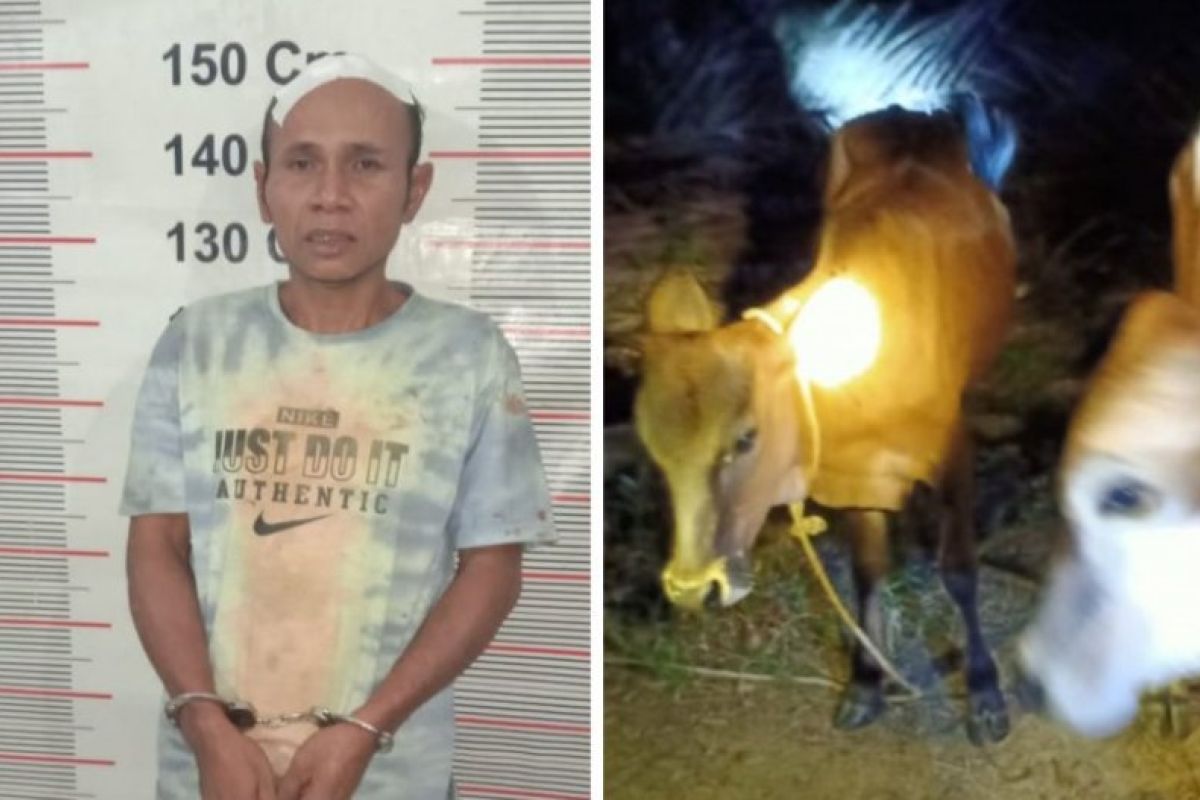 Dengan mengendap-endap, Kusni dapatkan kembali 2 lembu yang dicuri Edi Susanto