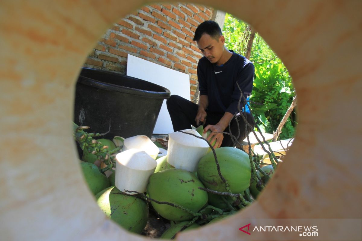 Produksi kelapa jelly menurun drastis