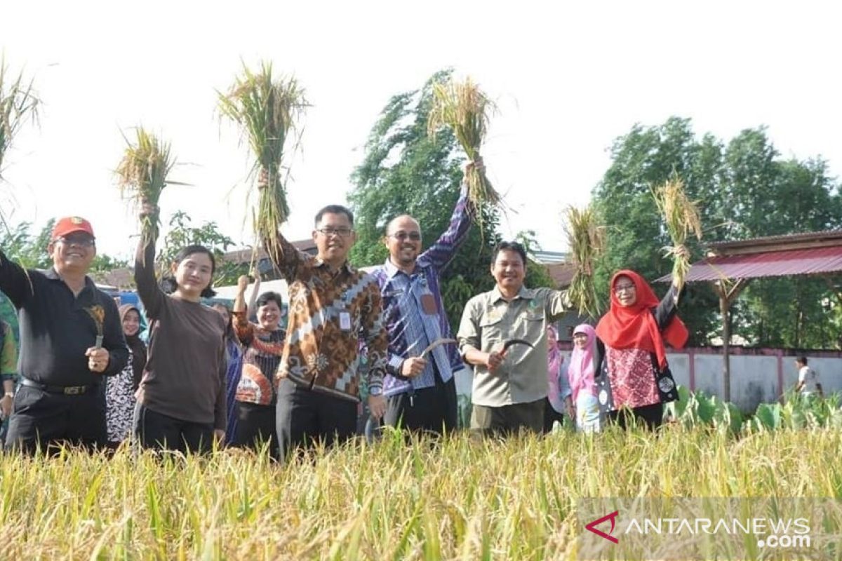 COVID-19 ganggu produksi dan pendapatan petani