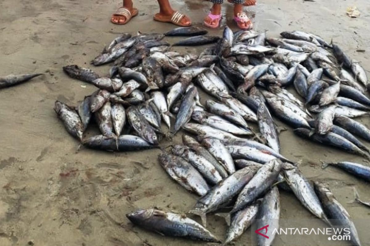 Nelayan kekurangan es balok, ratusan ikan tongkol berserakan di Pantai Pariaman