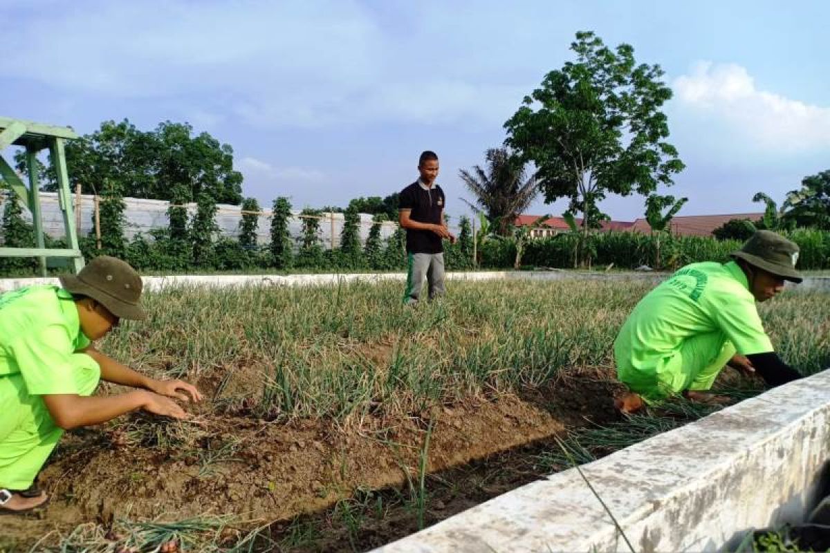 Wabah COVID-19 tak menyurutkan Mahasiswa Polbangtan Medan panen bawang merah