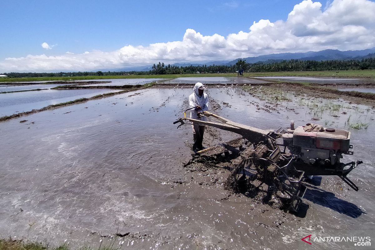 Di Parigi Moutong, petani tetap pergi ke sawah