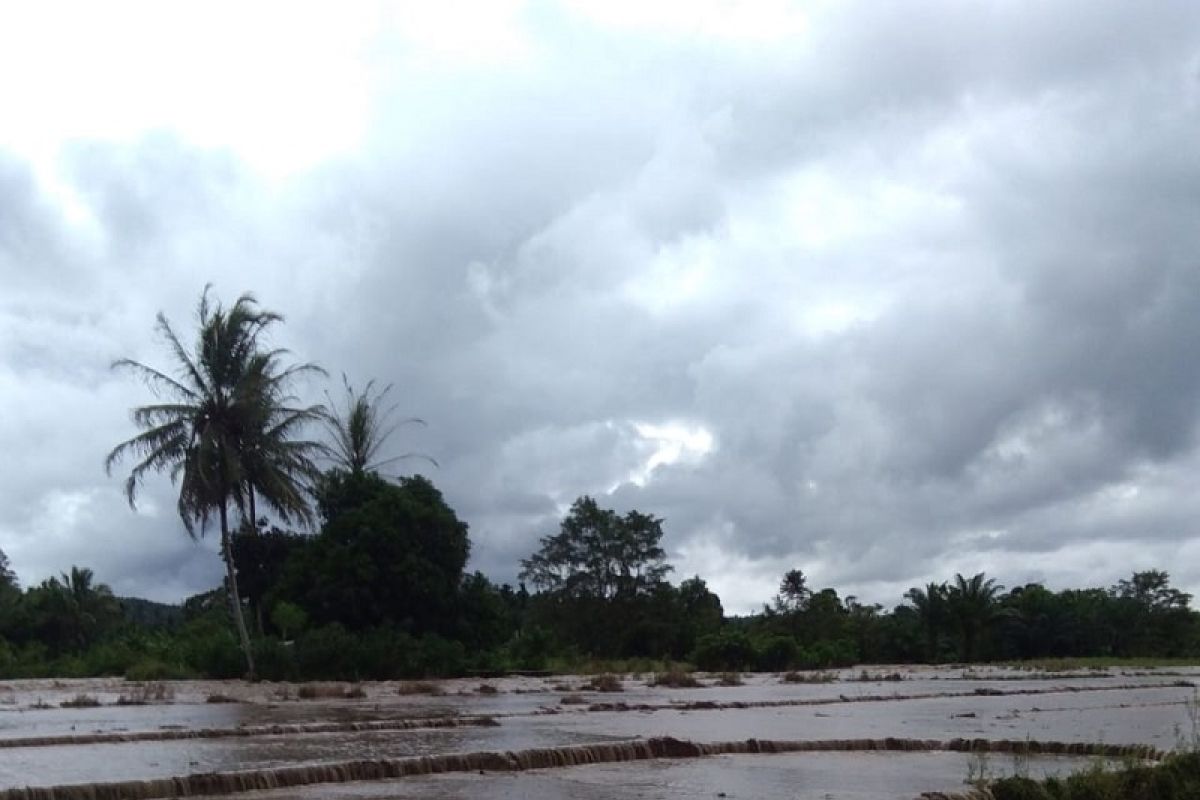 Ratusan hektare sawah di Mukomuko terendam banjir