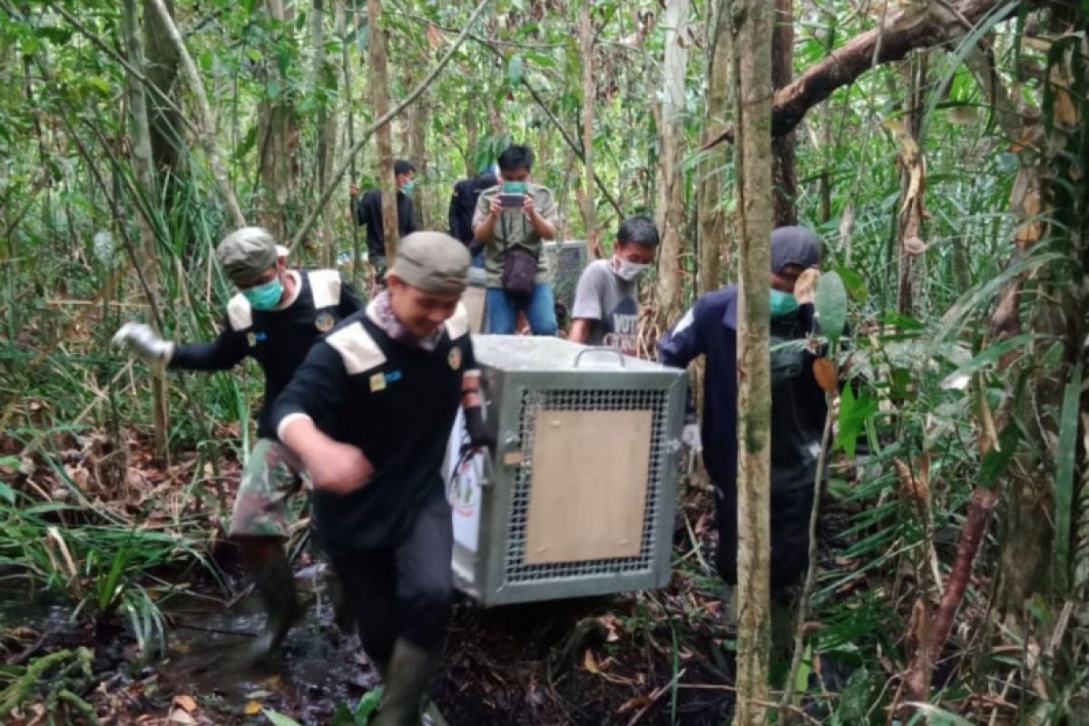 Tiga orangutan dipindahkan ke kwasan Taman Nasional Gunung Palung