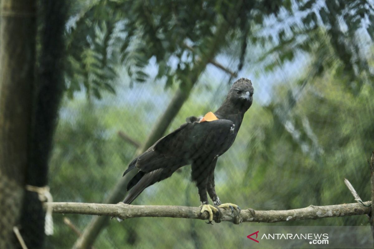 Dua elang dilepasliarkan  di TN Gunung Halimun Salak