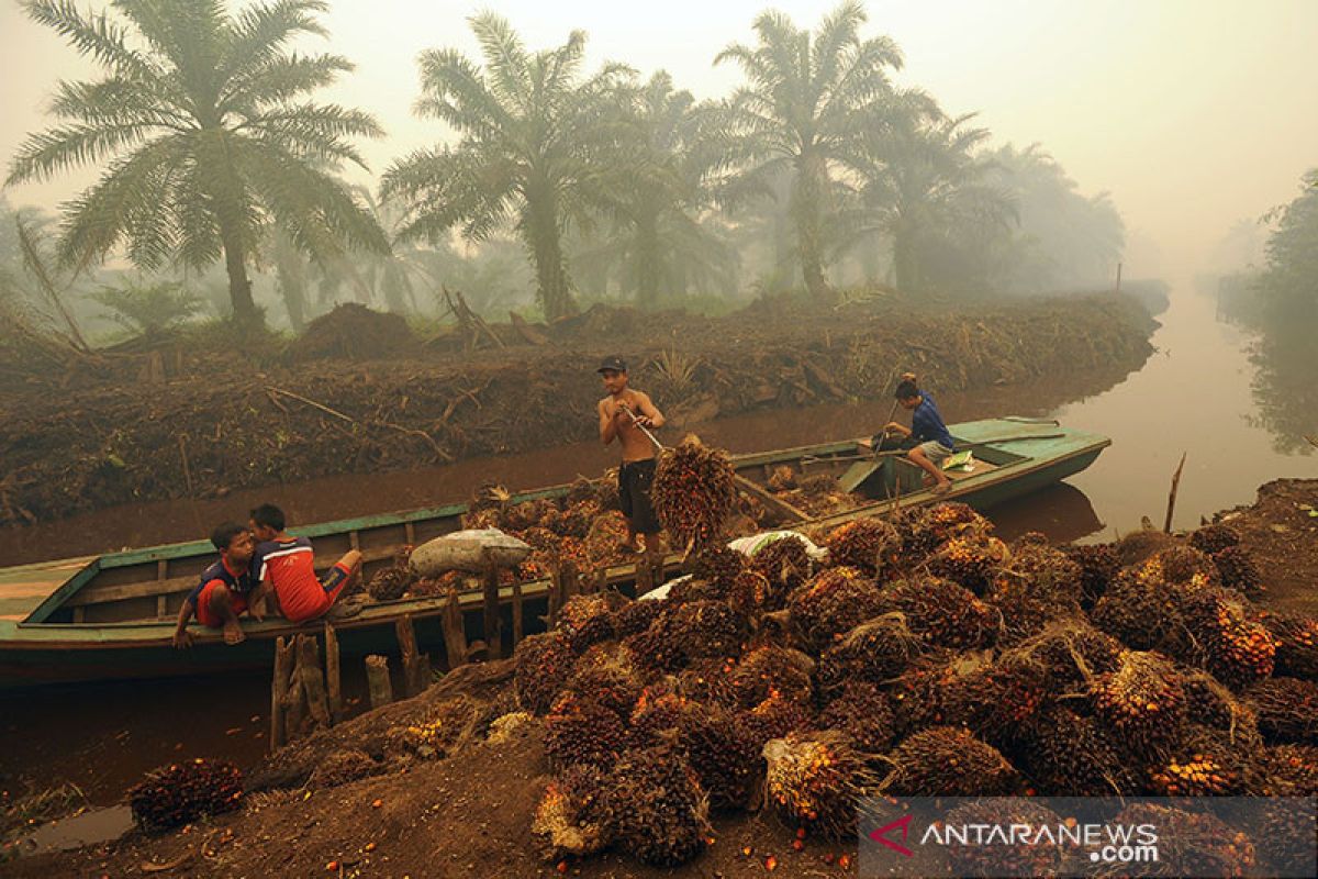 Harga sawit Riau naik lagi dampak pandemi COVID-19