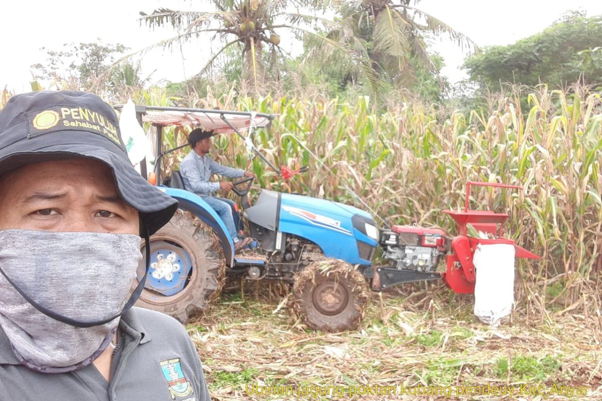 Ditengah pandemi COVID-19, Petani Banten panen raya Padi dan Jagung