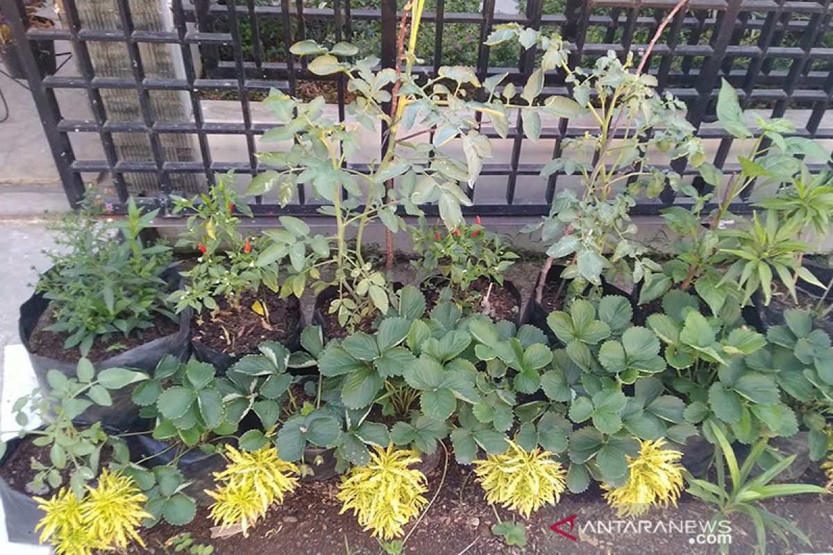 Kiat bercocok tanam di rumah dari petani organik