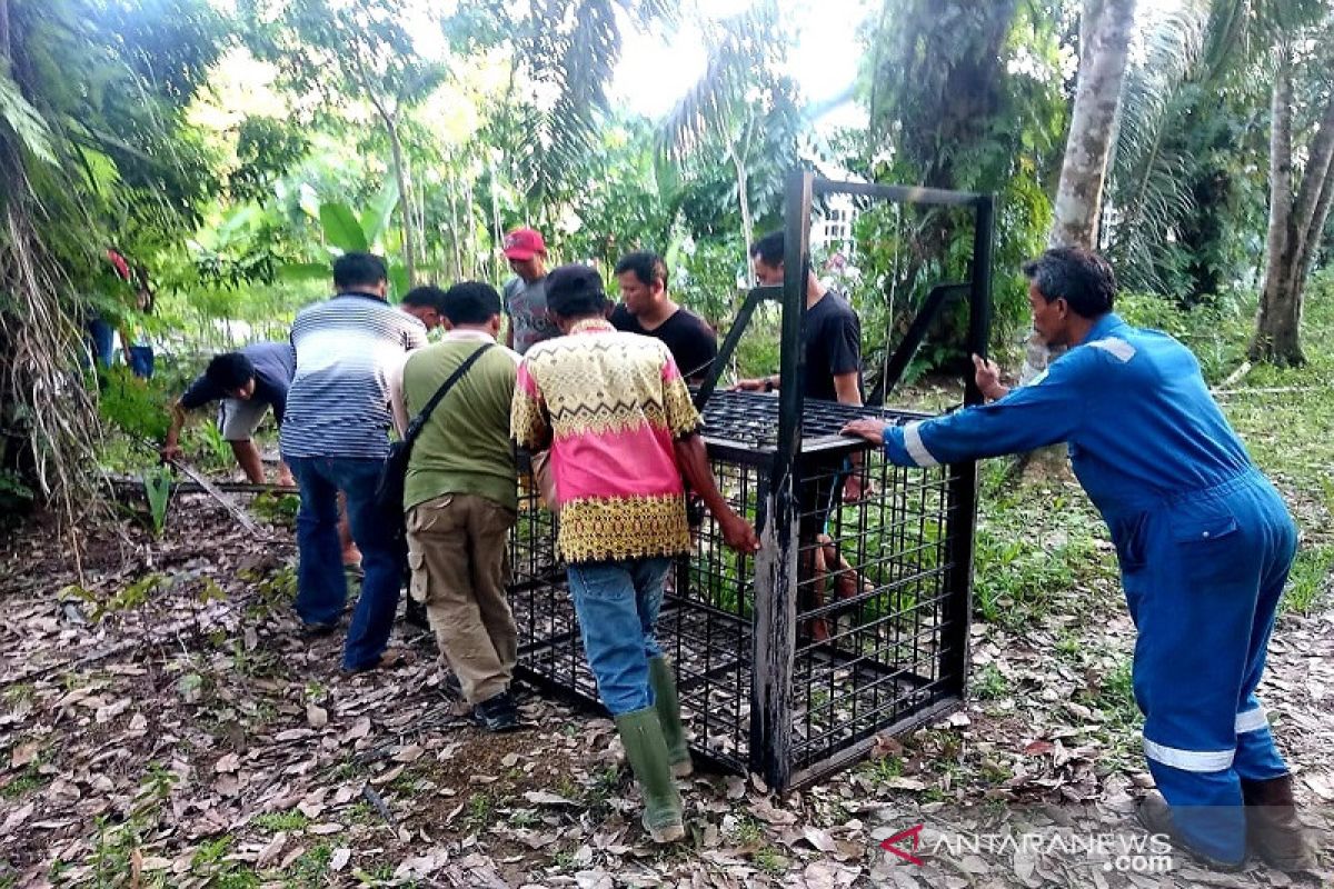 BBKSDA pasang perangkap beruang liar di permukiman warga