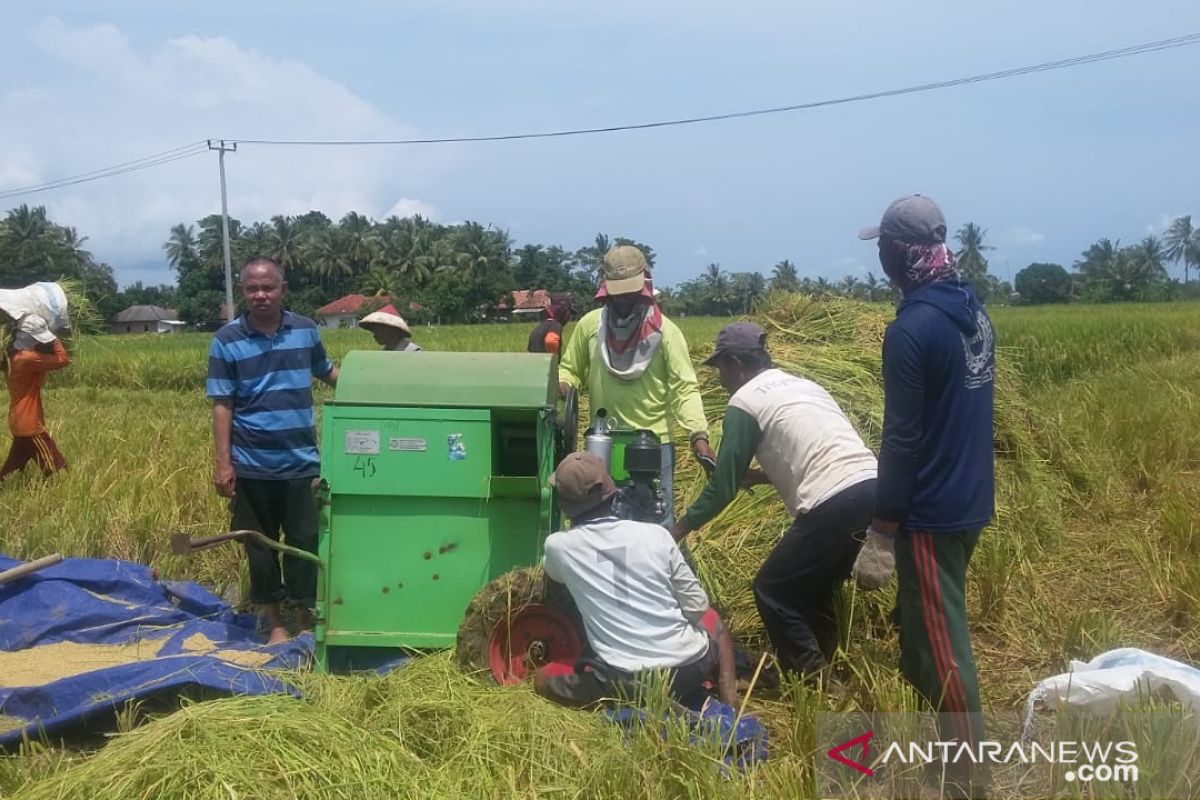 Antusiasme petani Kabupaten Pandeglang melakukan panen raya padi di tengah mewabahnya Covid-19