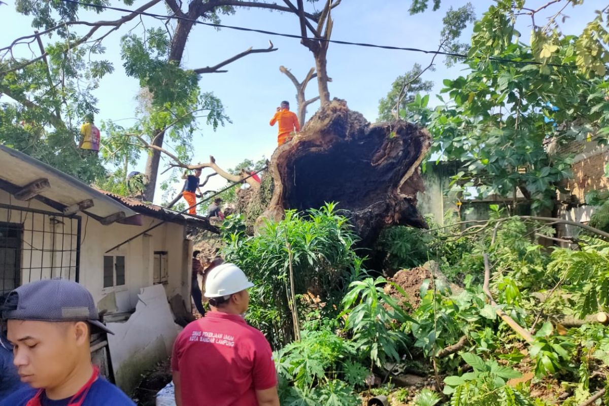 Pohon tumbang timpa delapan rumah warga