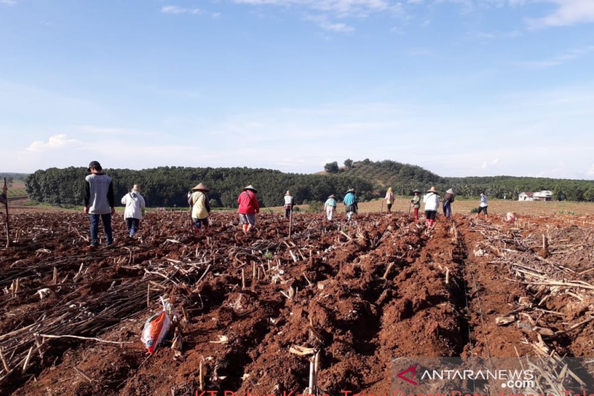 Balitbangtan kawal percepatan tanam jagung di Kalimantan Selatan