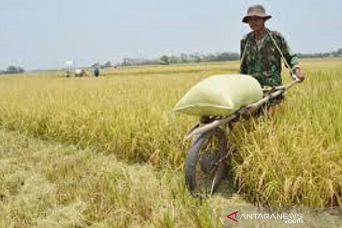 Mentan upayakan penggilingan padi dapat KUR, guna serap gabah petani