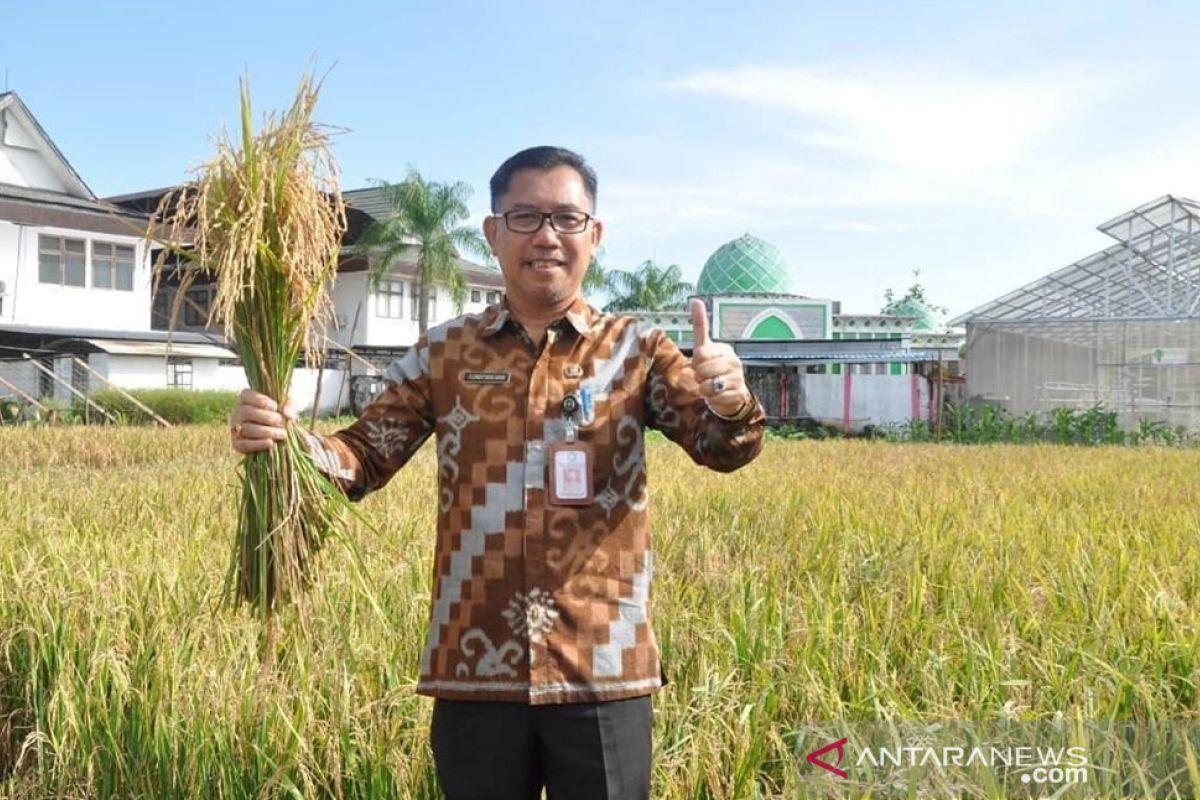 Distan Kalbar prediksi produksi beras surplus hingga Idul Fitri