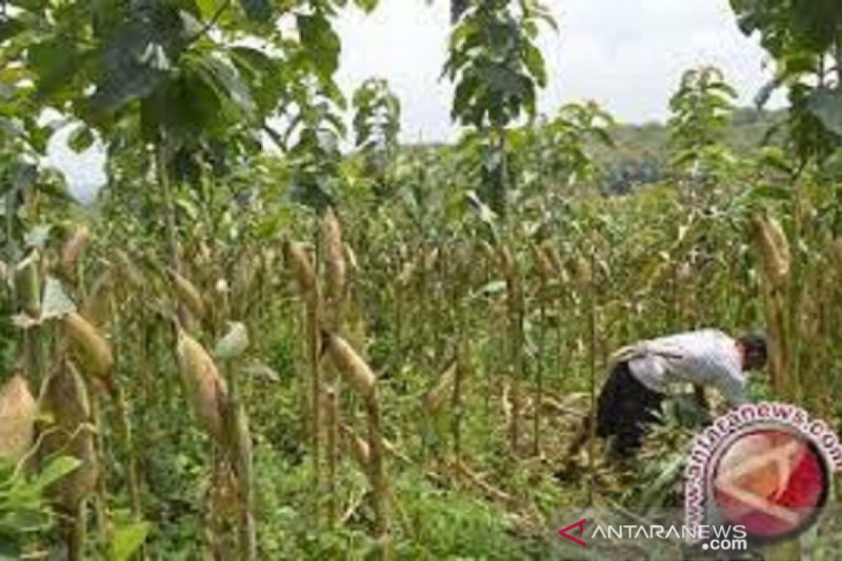 Petani jagung di Muna bergairah karena ada  jaminan pembeli