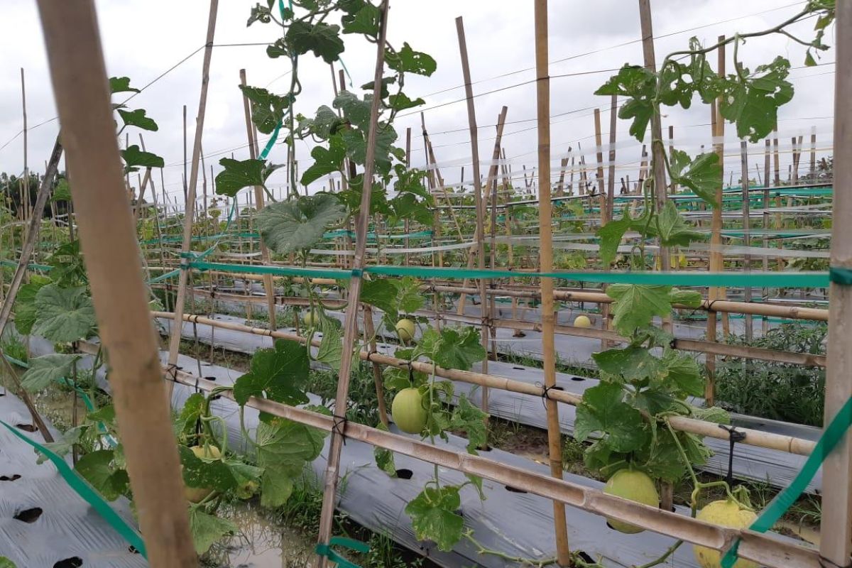 Petani tetap dapatkan benih berkualitas ditengah pandemi