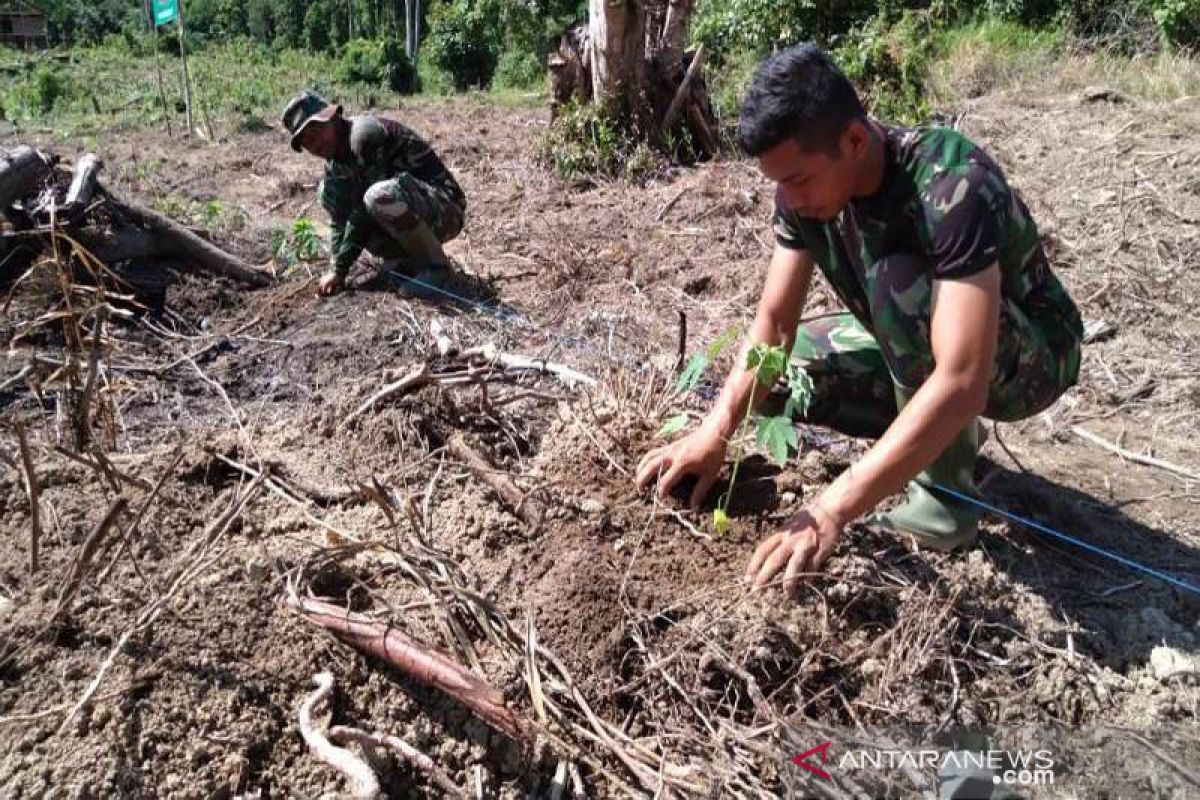 Kodim Aceh Jaya sediakan lahan pepaya madu dan jeruk siam kepada masyarakat