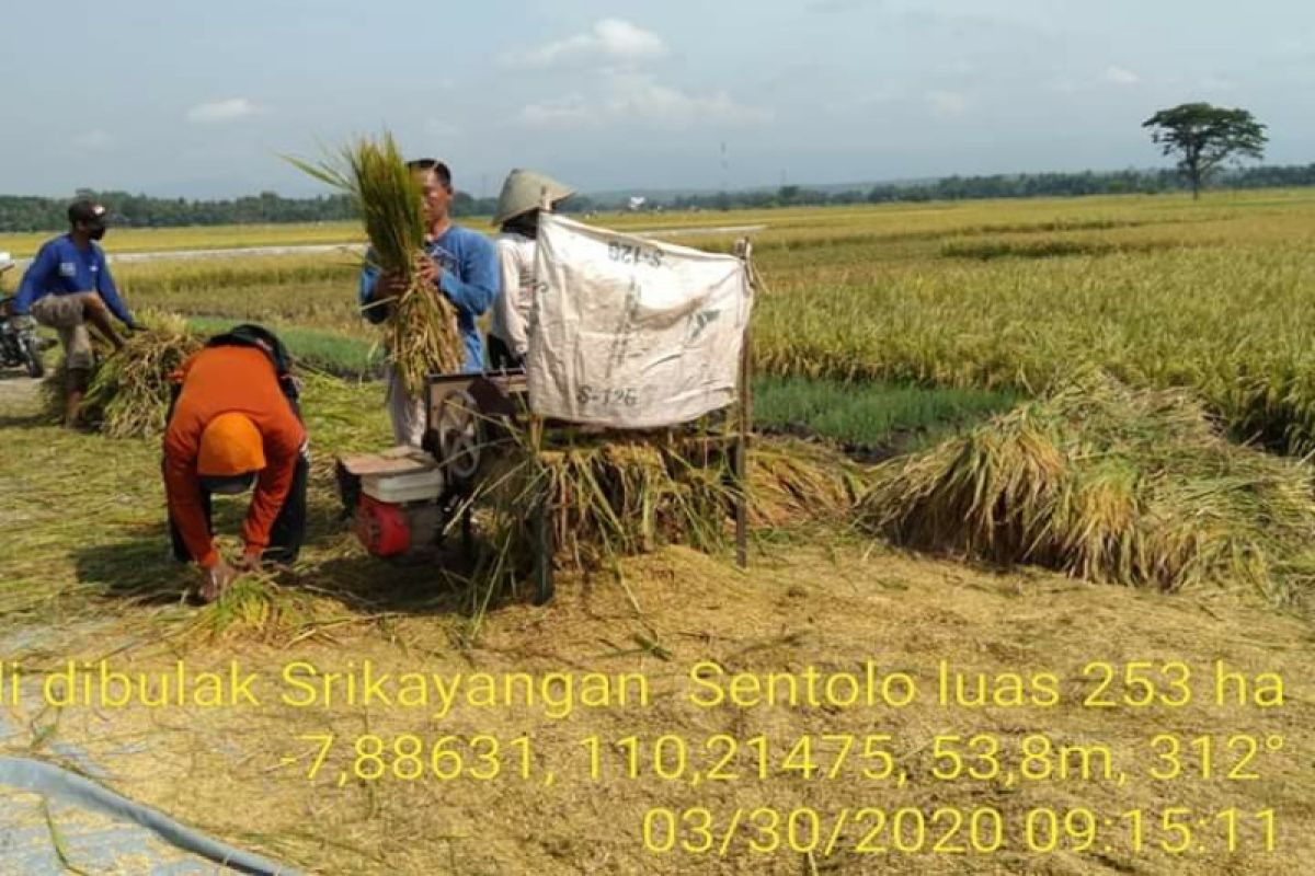 Kulon Progo jamin ketersediaan beras hingga Desember 2020
