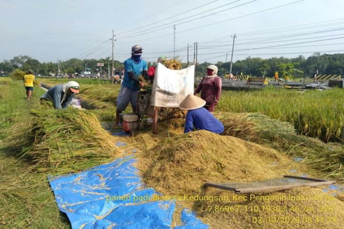 Peneliti CIPS ingatkan ketahanan pangan jadi prioritas ketika pandemi