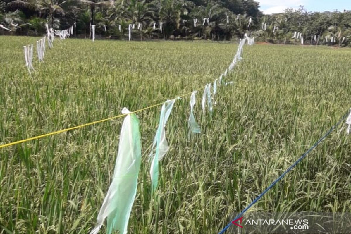 Petani Kotabaru berharap harga beras tidak turun saat musim panen