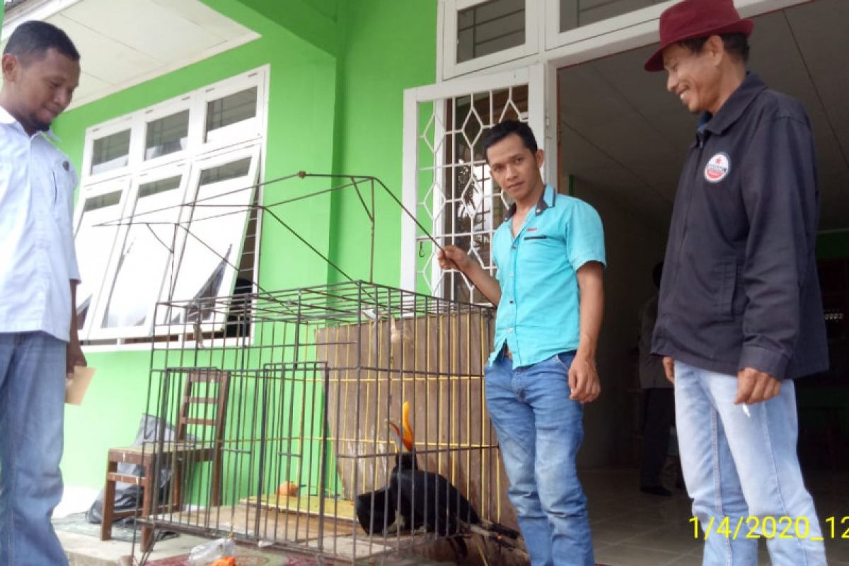 Kisah petani Agam selamatkan satwa dilindungi burung Rangkong Badak jatuh dari langit saat panen padi