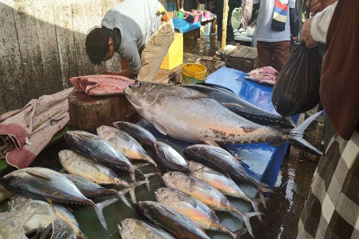 Aktivitas jual beli ikan TPI Hamadi Jayapura tidak terpengaruh COVID-19