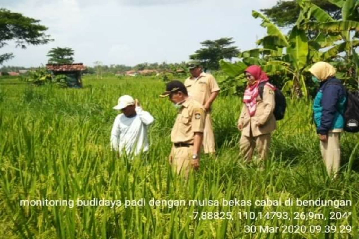 Petani Kulon Progo uji coba budi daya padi dengan sistem mulsa