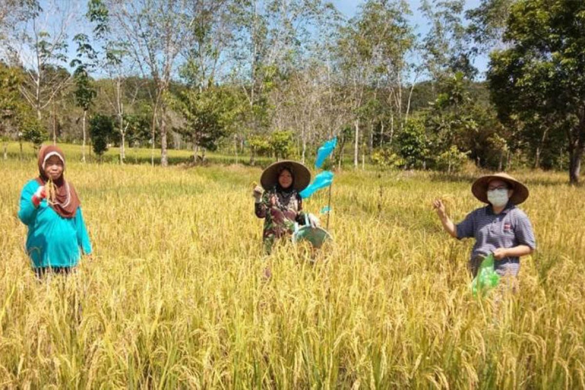 Kelompok Tani di Gumas terapkan jaga jarak fisik saat panen padi