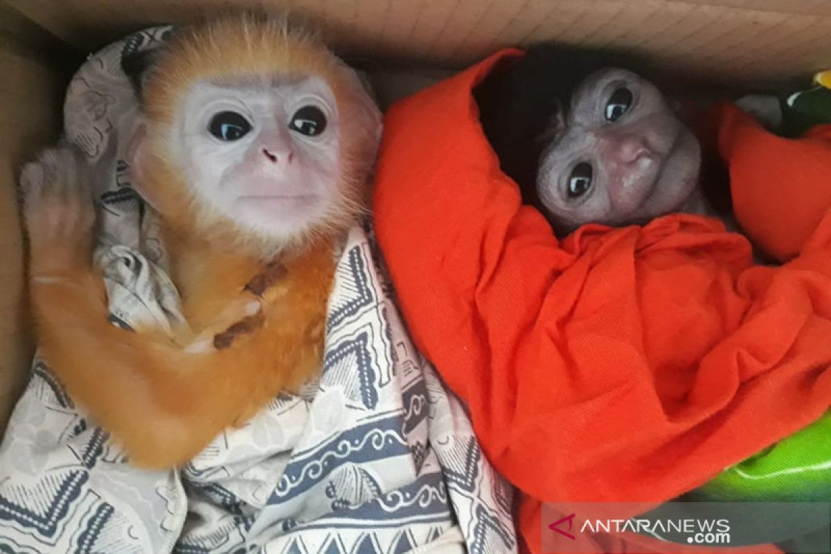 Empat Owa dan tiga Lutung diselamatkan dari perdagangan satwa liar di Riau