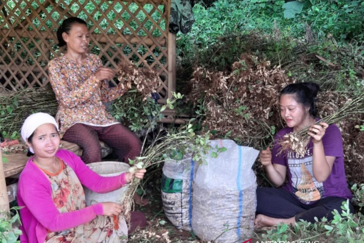 Kelompok tani hutan Bogor tetap panen dalam situasi COVID-19