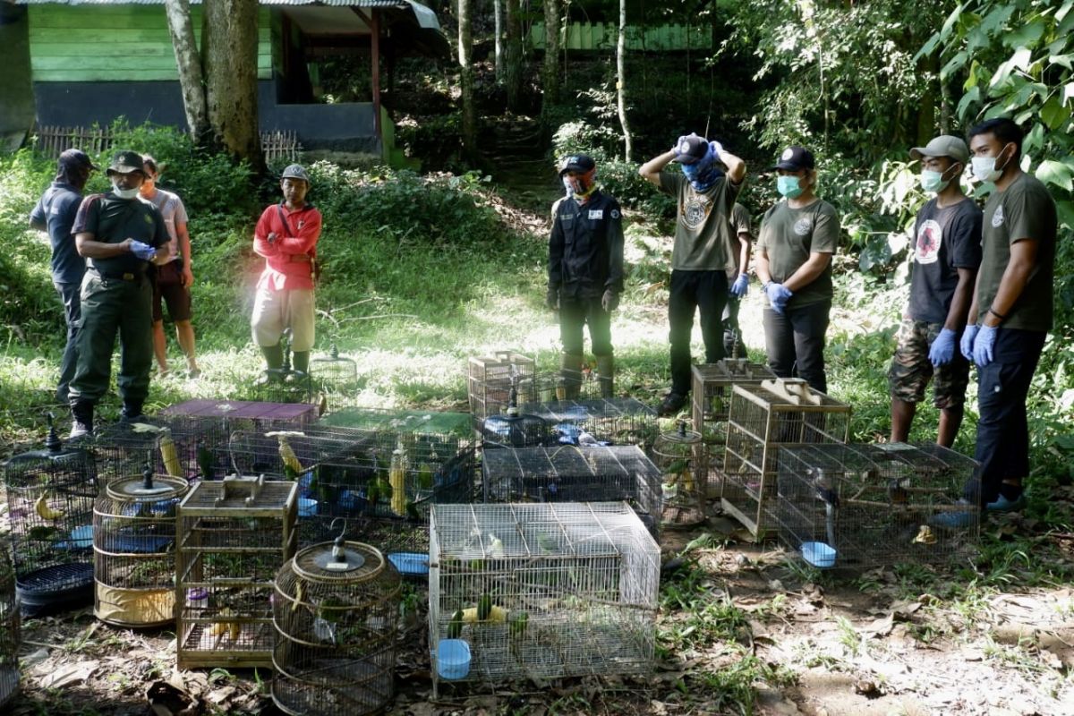 56 burung dilepasliarkan di Taman Nasional Bukit Barisan Selatan