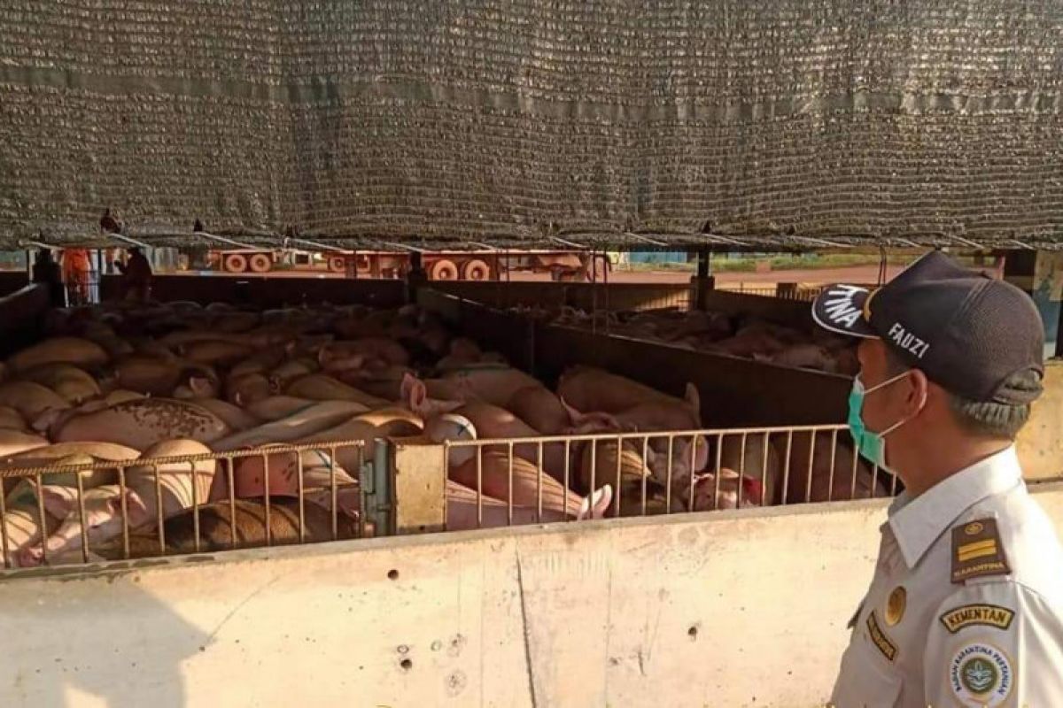 Ekspor babi Kepri ke Singapura meningkat di tengah Corona