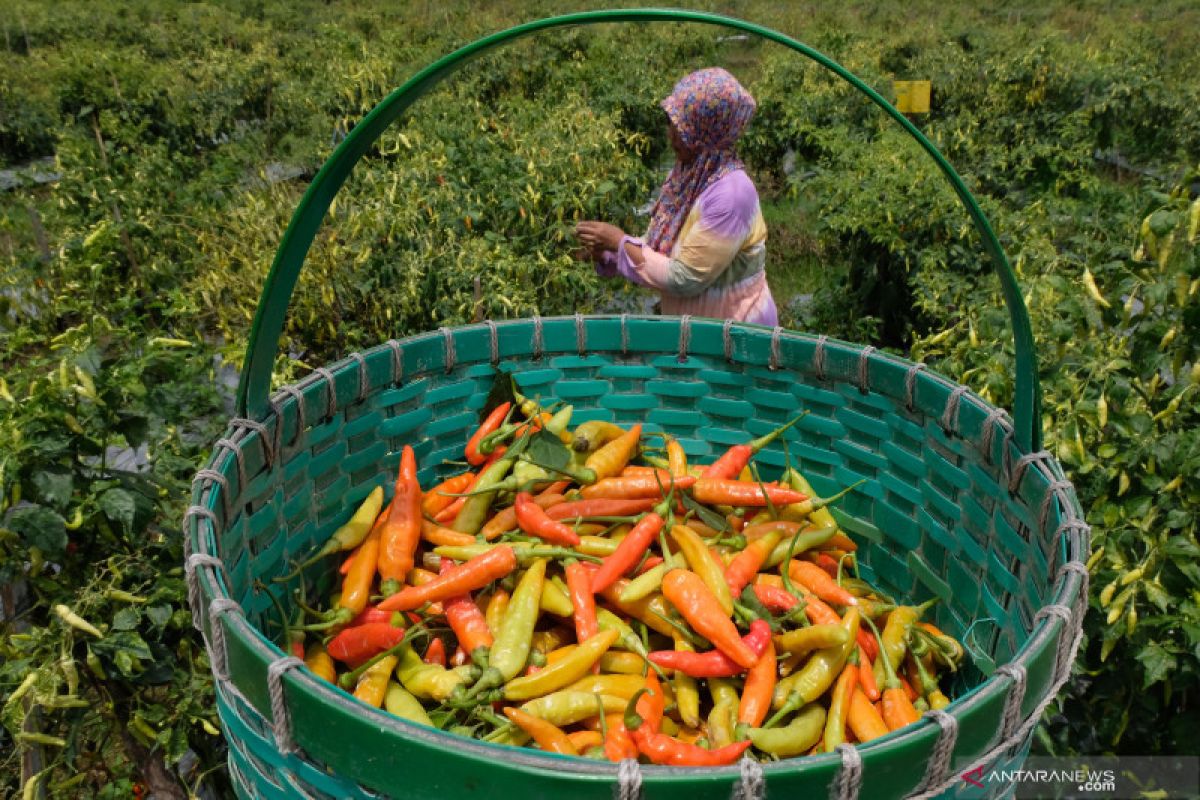 BPS sebut cabai rawit dorong inflasi Juli 2021