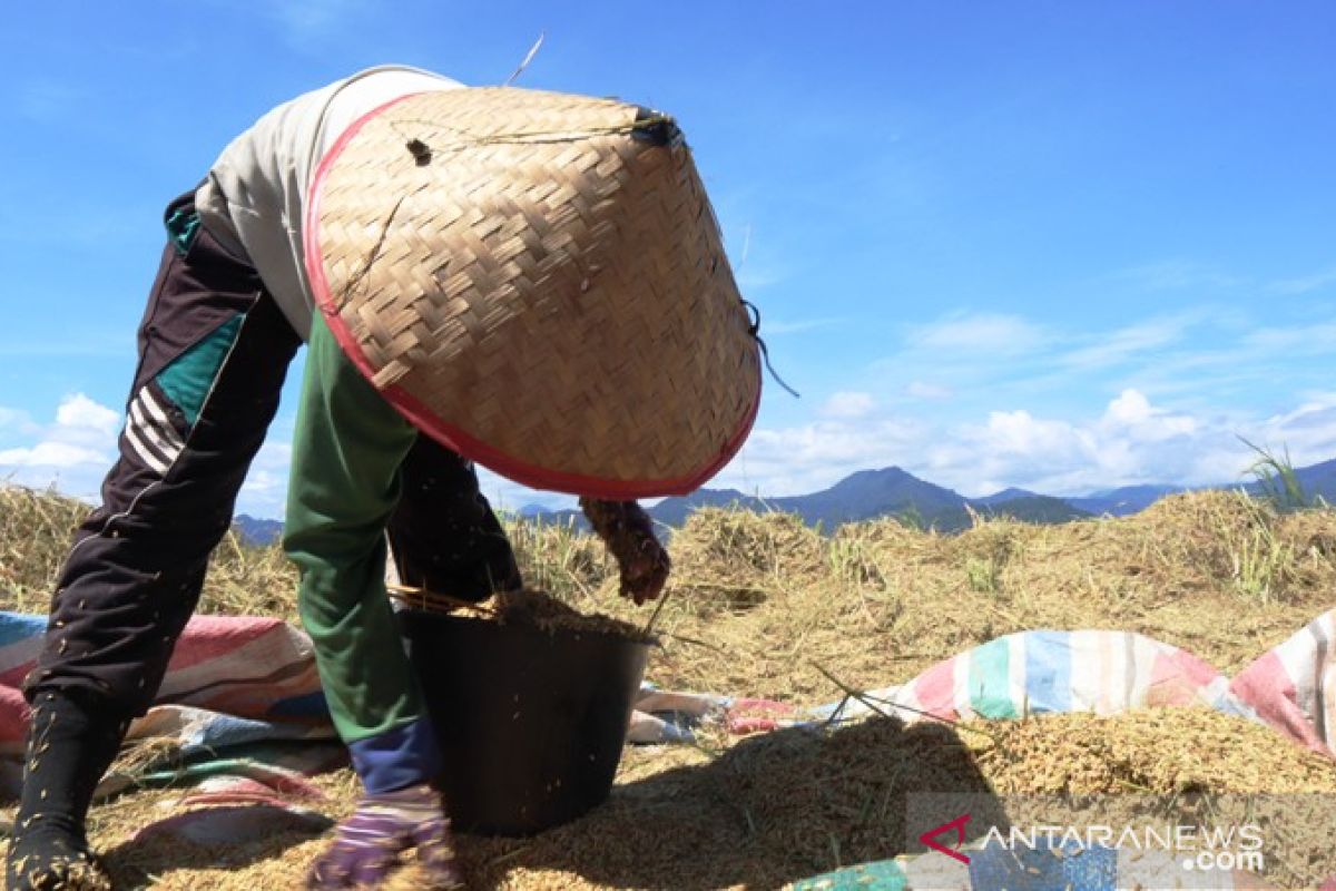 Pemkab Padang Pariaman pastikan ketersediaan pangan warga hingga tiga bulan ke depan