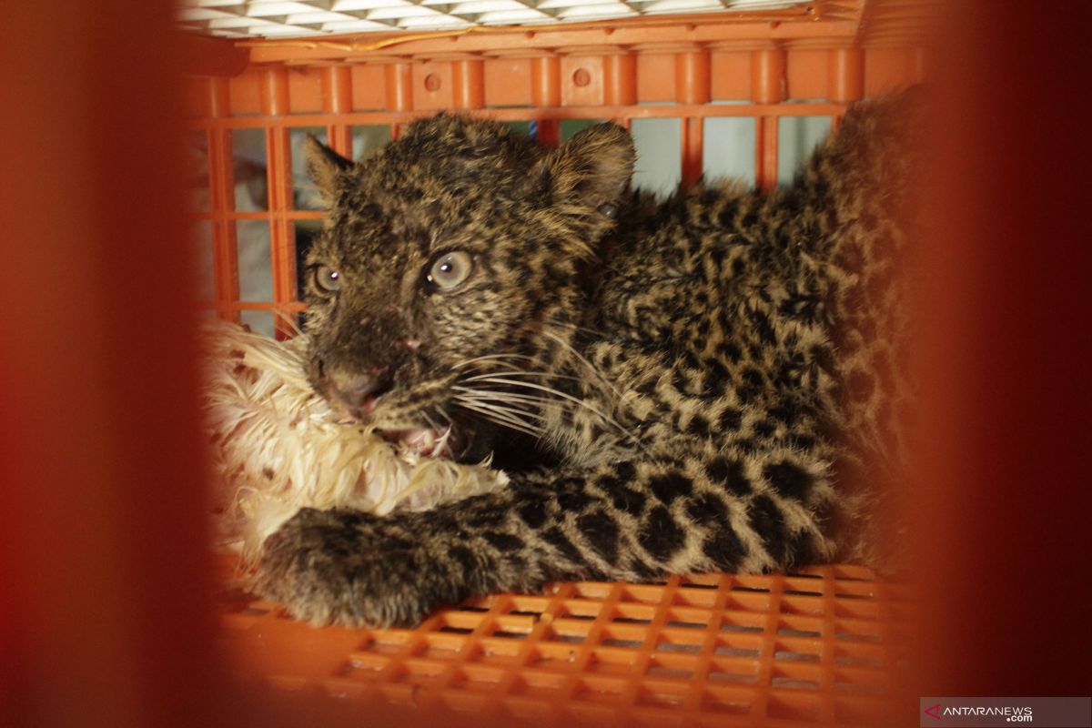 Laju deforestasi picu macan tutul jawa ke luar hutan