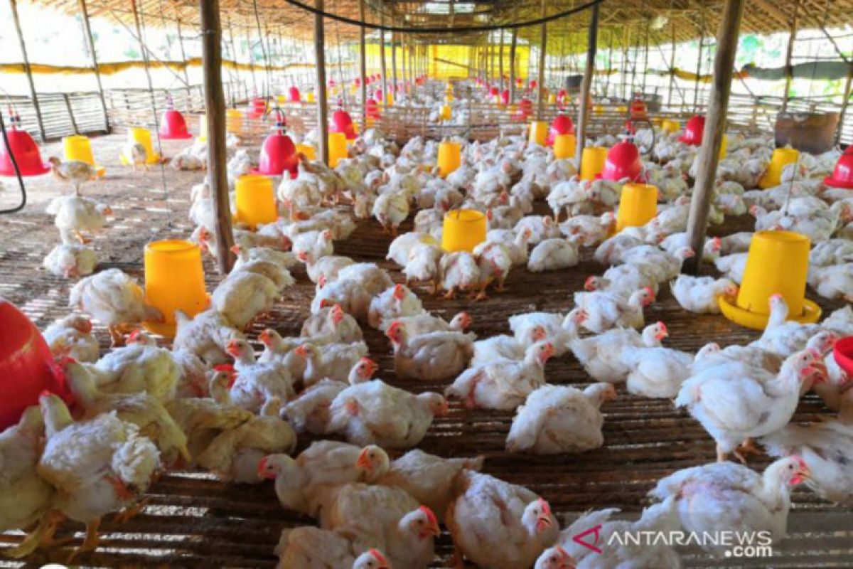 PPI serap hasil peternak ayam mandiri untuk membantu pemulihan ekonomi