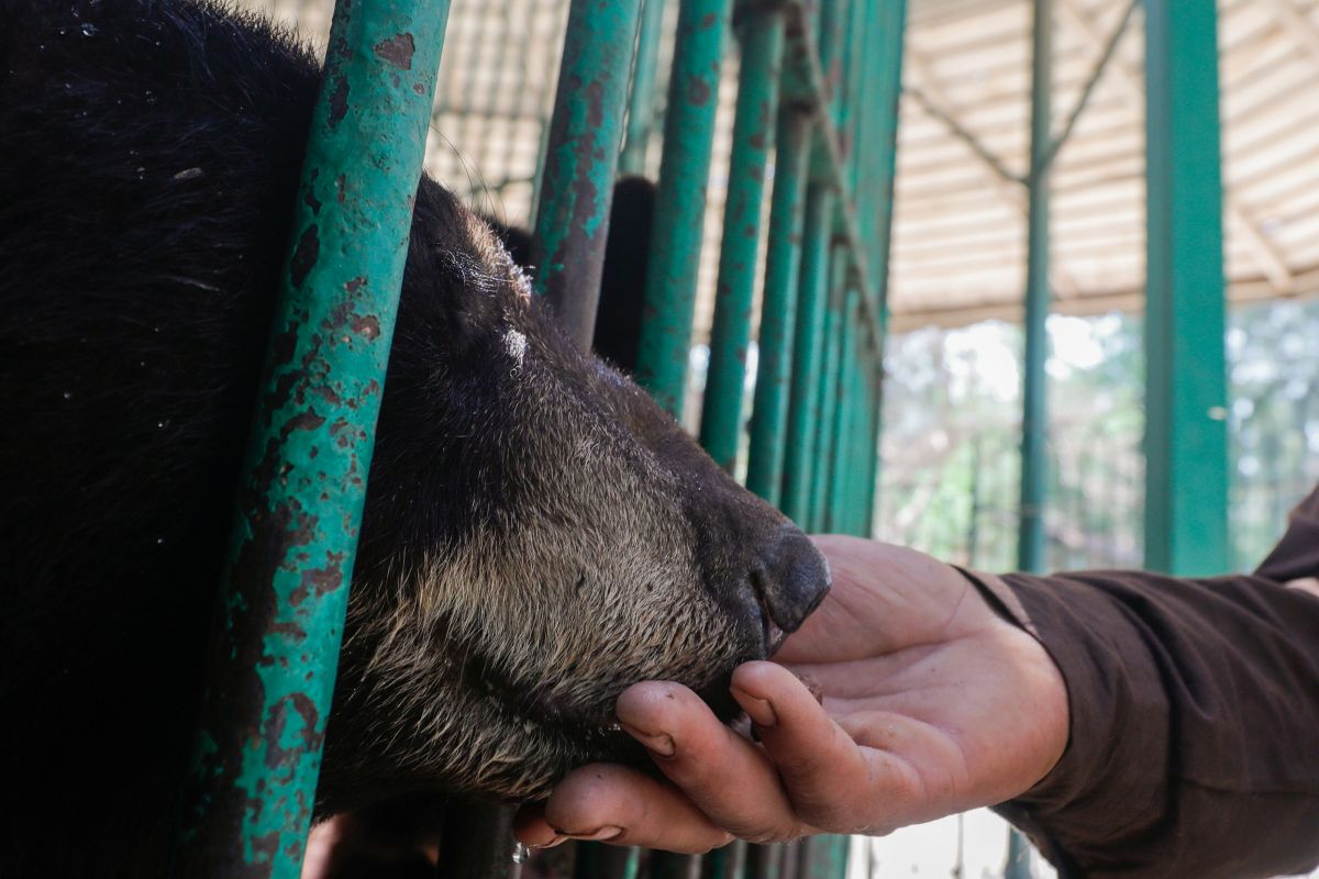 Penjaga dan hewan saling menemani di kebun binatang Kairo, lawan kesepian