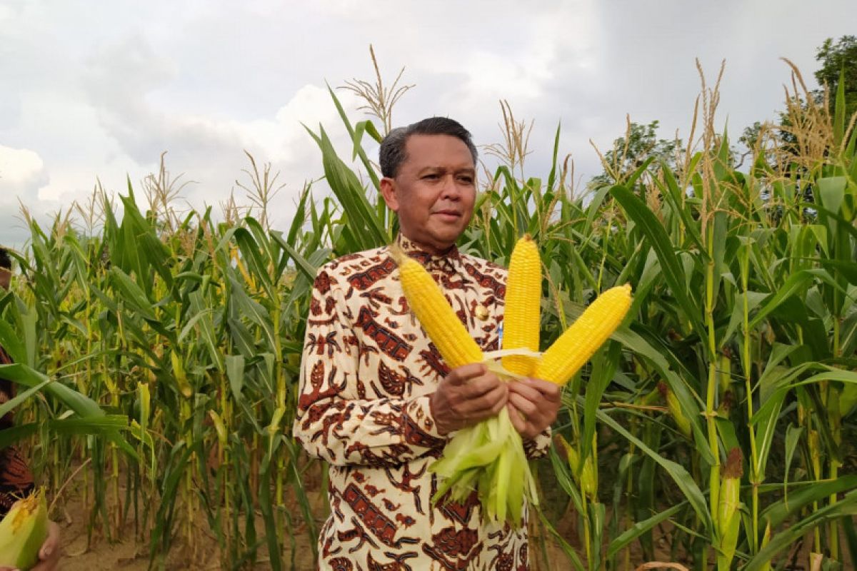 Gubernur Sulsel panen jagung varietas NA1 dan NA2 di Soppeng