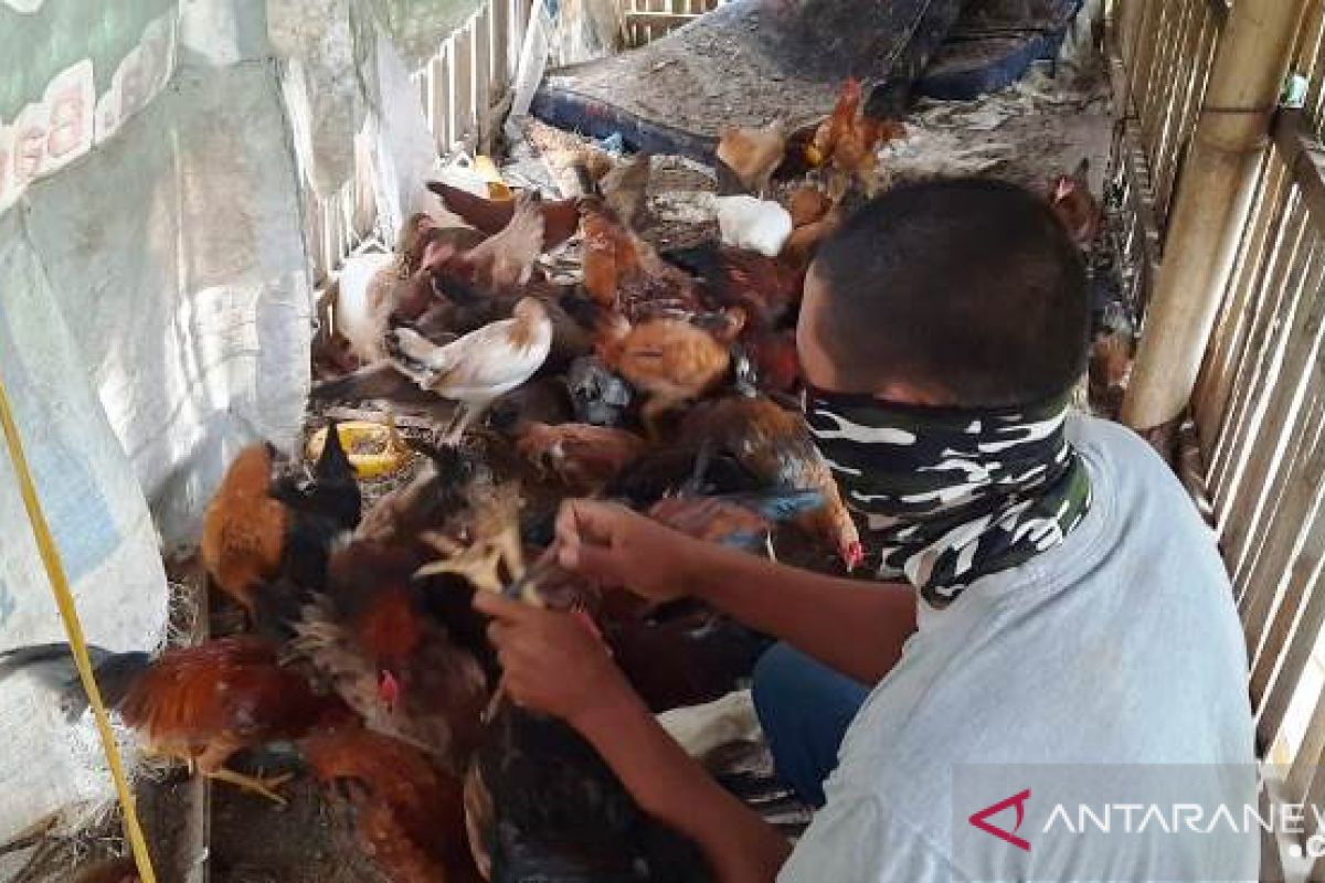 Panen ayam, Polbangtan Medan bantu ketersediaan pangan ditengah wabah COVID-19