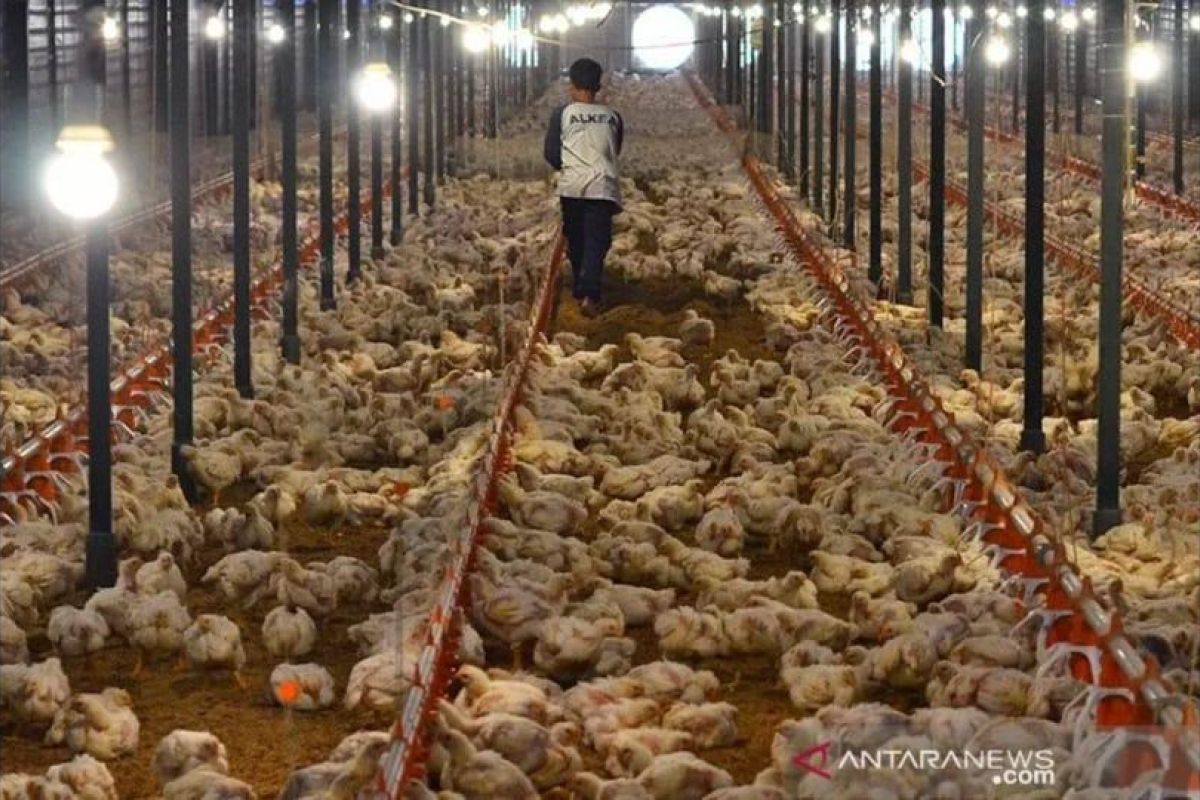 Pemerintah diminta kendalikan harga ayam ditingkat peternak