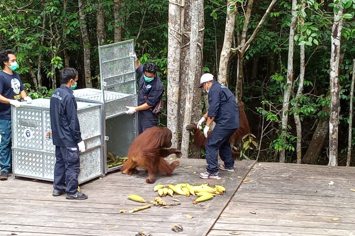 Tiga orangutan dilepasliarkan ke habitatnya